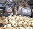 XXII FERIA DEL AJO EN VEGUELLINA DE ORBIGO LEON