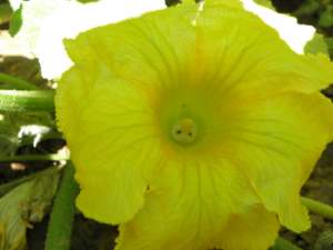 flor de calabaza