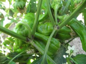 planta_pimiento_italiano_fresno_leon